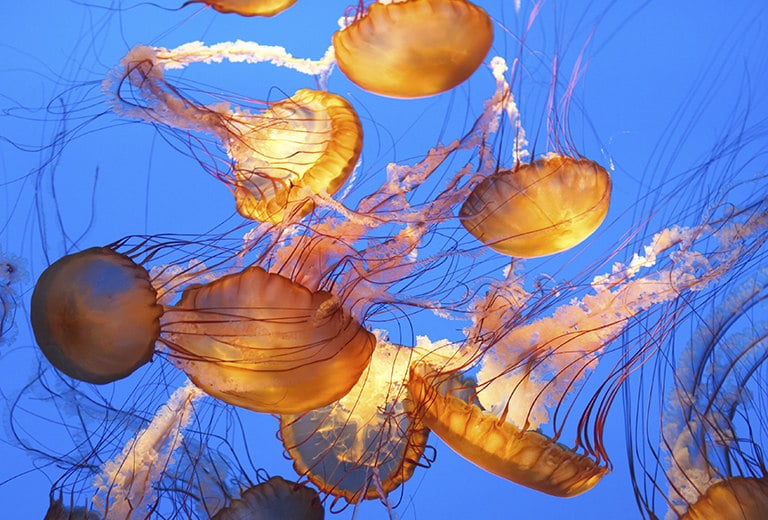 Quemadura por tentáculos de medusa