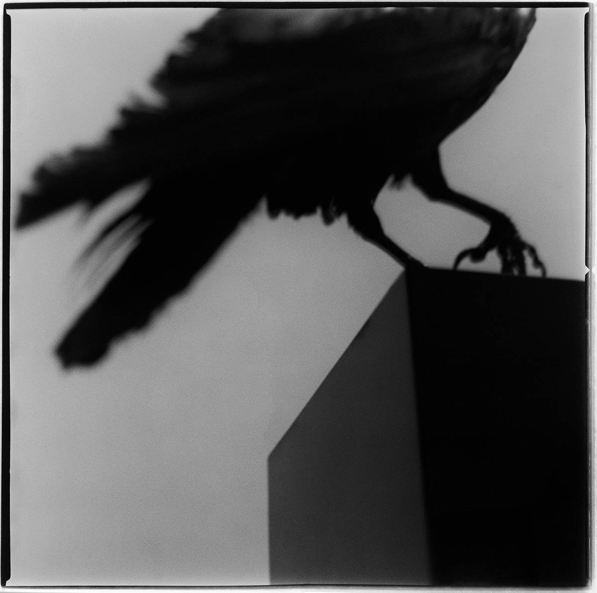 Monólogo con un cuervo © Alberto García-Alix. Cortesía del artista y de la Galería Juana de Aizpuru. © COLECCIONES Fundación MAPFRE