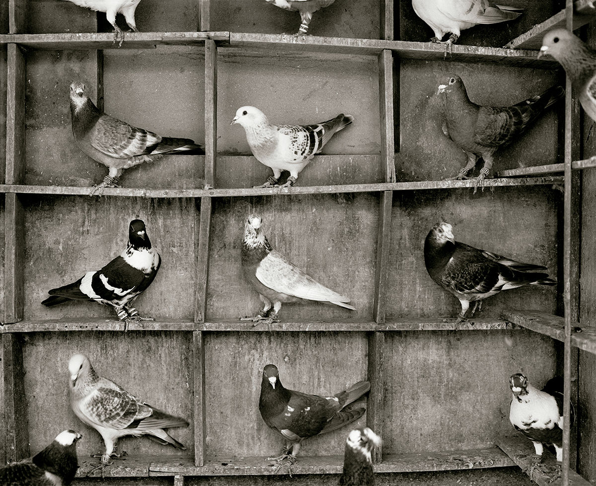 Pigeon roost © Fazal Sheikh, 2020 © Fundación MAPFRE COLLECTIONS