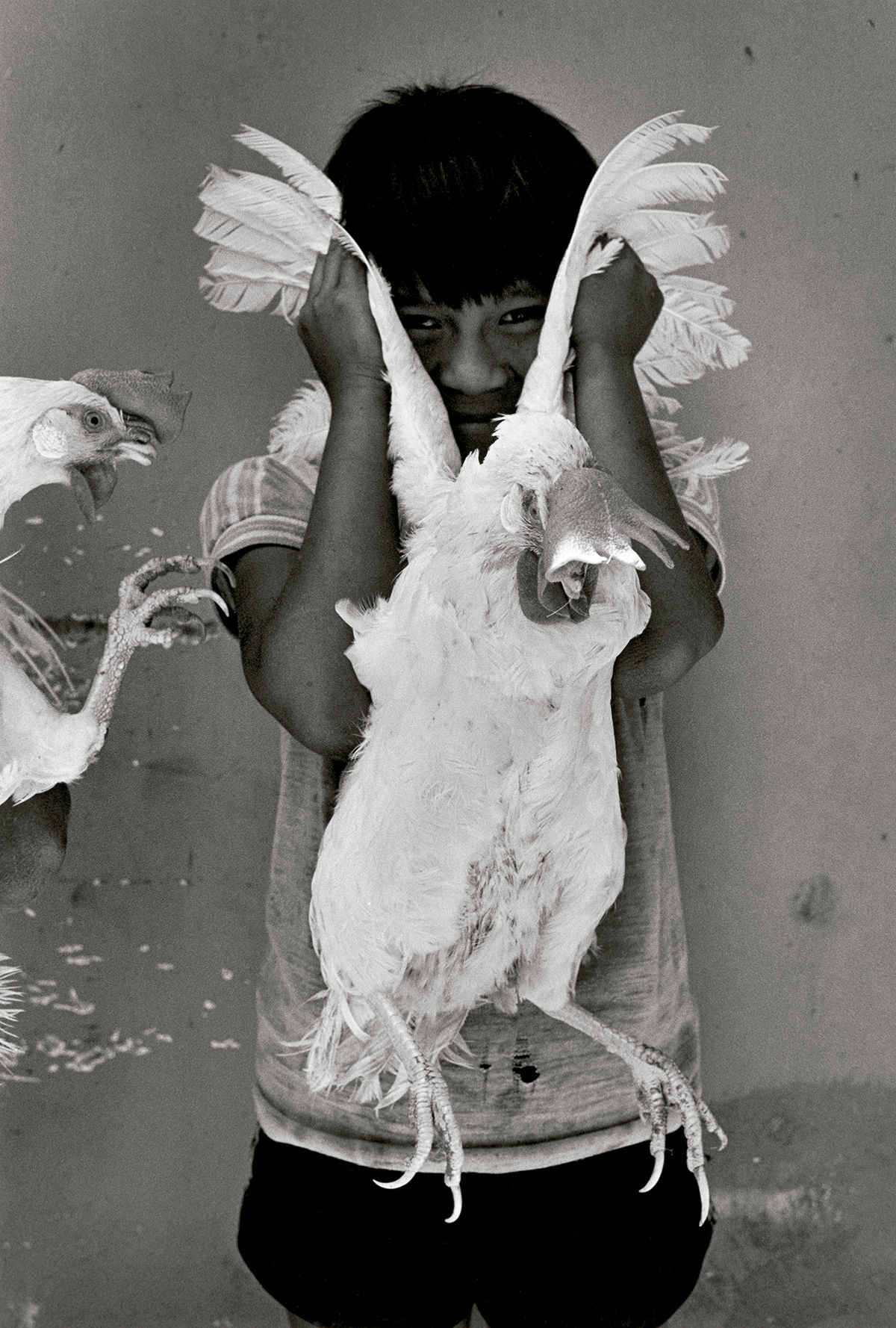 El gallo, Juchitán, México © Graciela Iturbide, 2020 © Fundación MAPFRE COLLECTIONS