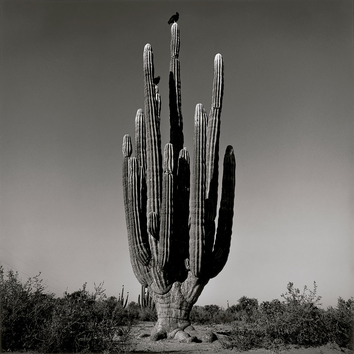 Sahuaro (1), desierto de Sonora, México © Graciela Iturbide. © COLECCIONES Fundación MAPFRE