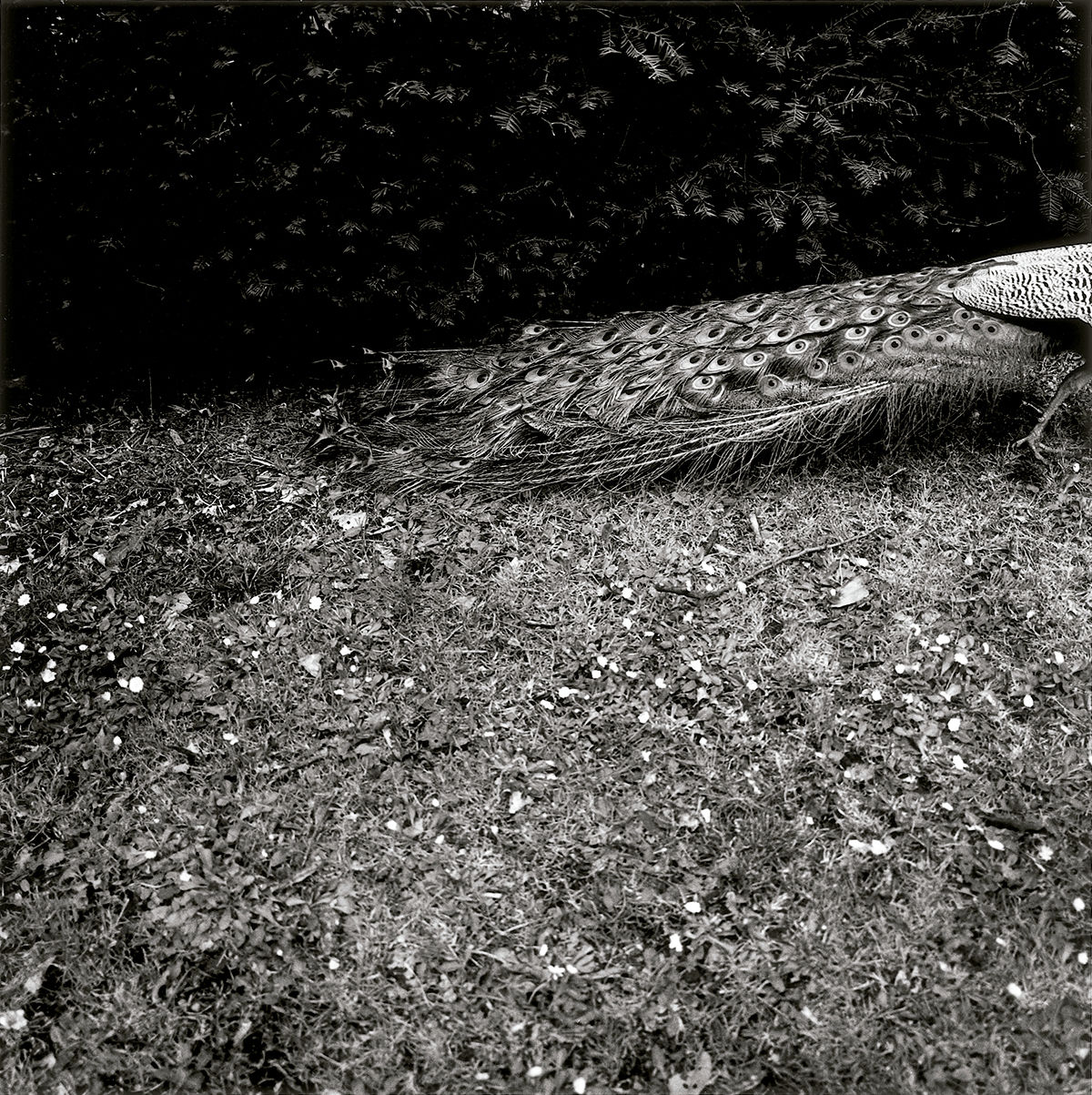 Roma © Graciela Iturbide, 2020 © Fundación MAPFRE COLLECTIONS