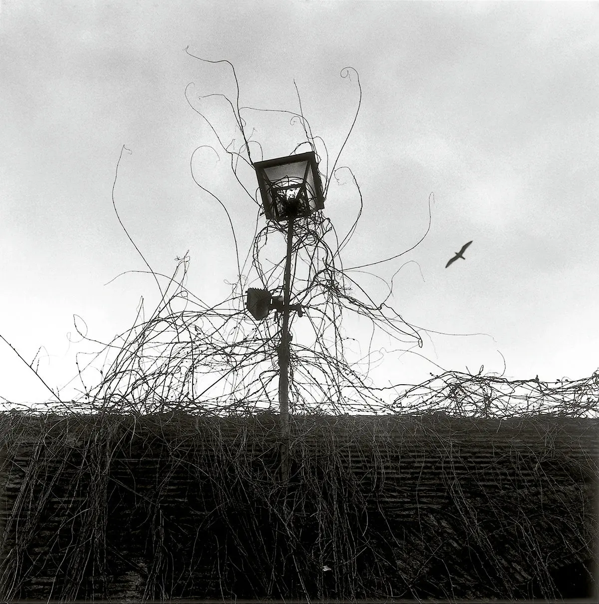 Roma © Graciela Iturbide. © COLECCIONES Fundación MAPFRE