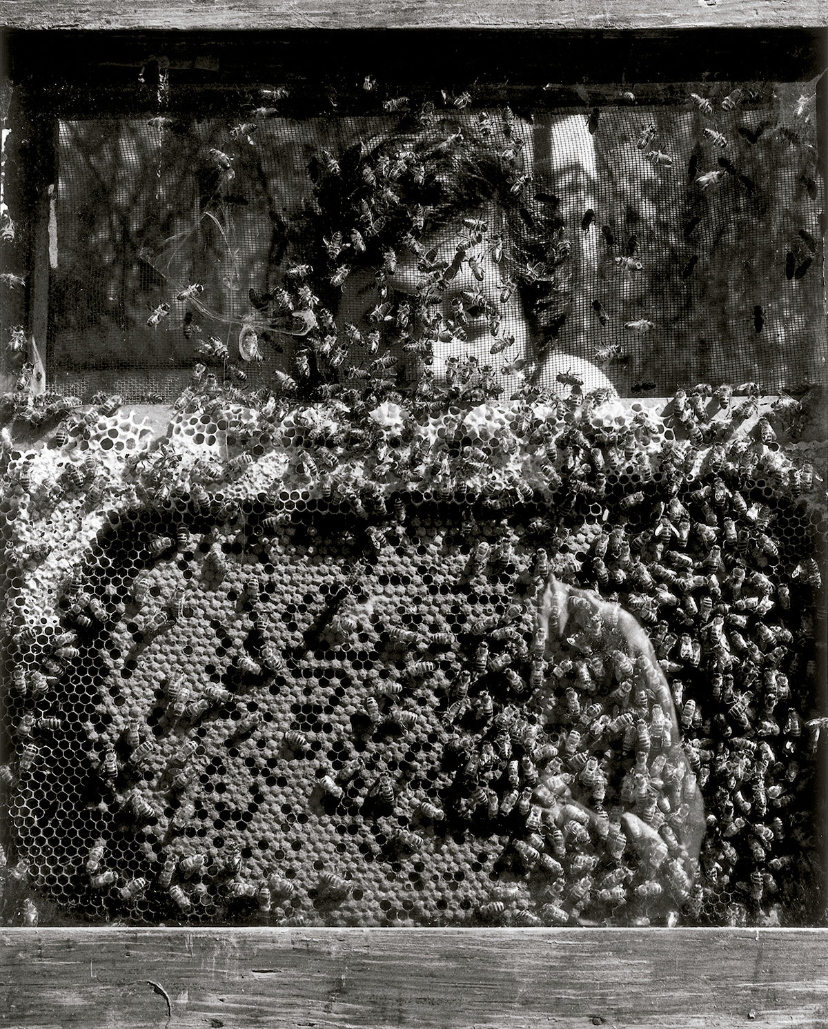 Laureana y las abejas, Xochimilco, México © Graciela Iturbide, 2020 © Fundación MAPFRE COLLECTIONS
