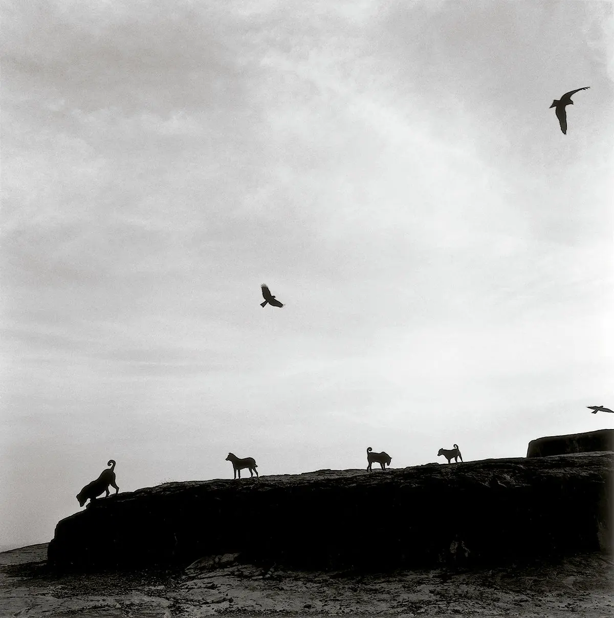 Perros perdidos, Rajastán, India © Graciela Iturbide, 2020 © Fundación MAPFRE COLLECTIONS