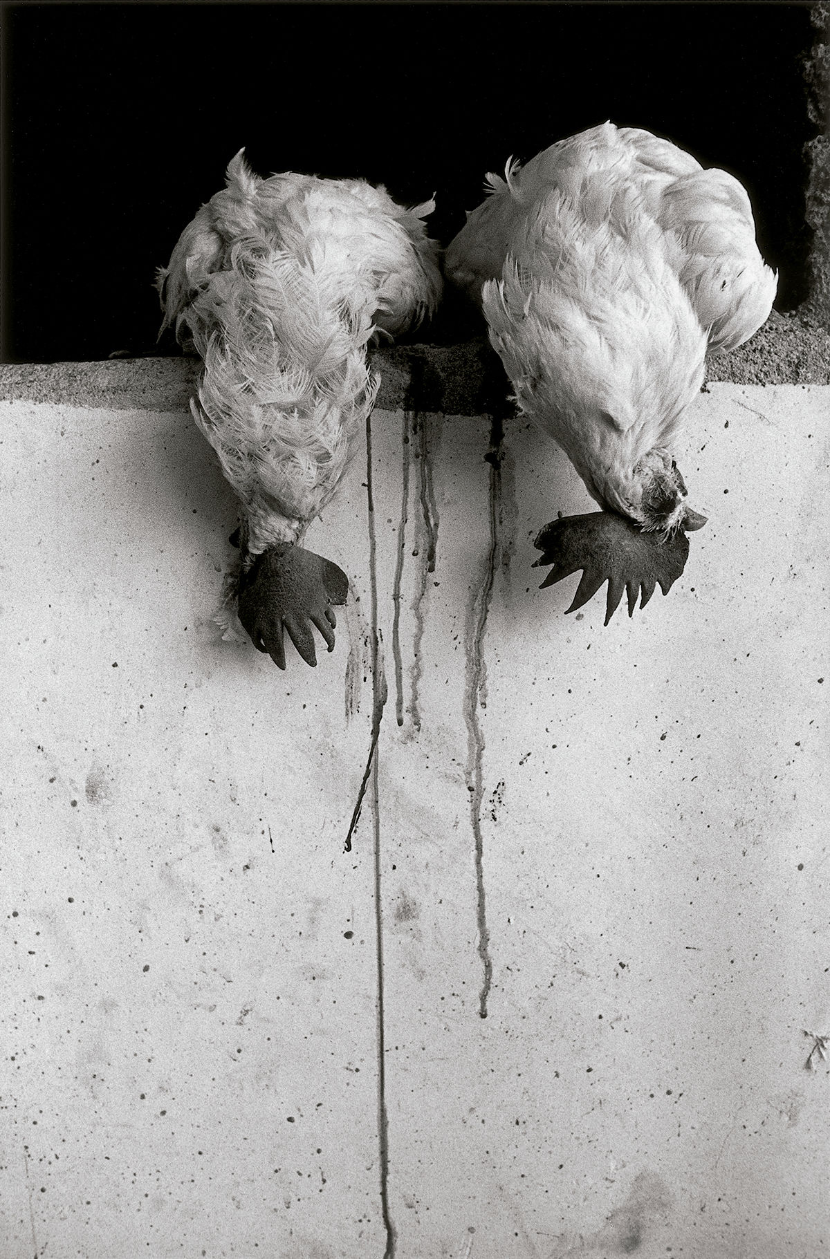 Los gallos, Juchitán, México © Graciela Iturbide. © COLECCIONES Fundación MAPFRE
