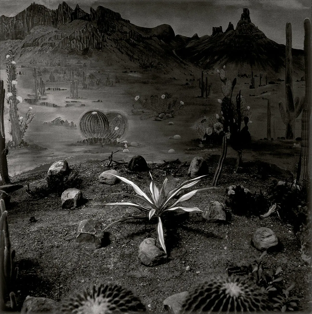 Cristata, Jardín Botánico de Lucknow, India © Graciela Iturbide, 2020 © Fundación MAPFRE COLLECTIONS