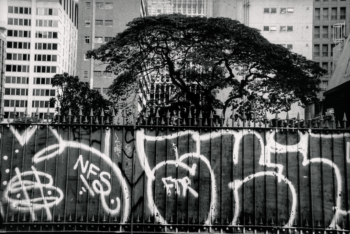 Grafiti con gran árbol, São Paulo, Brasil