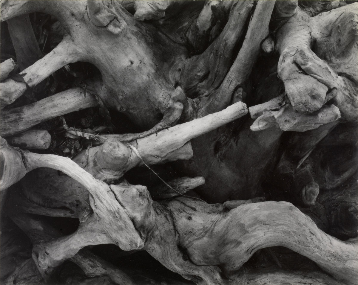 Driftwood, Dark Roots, Maine [Madera, arrastrada por las aguas, raíces oscuras, Maine] © Aperture Foundation, Inc., Paul Strand Archive © COLECCIONES Fundación MAPFRE