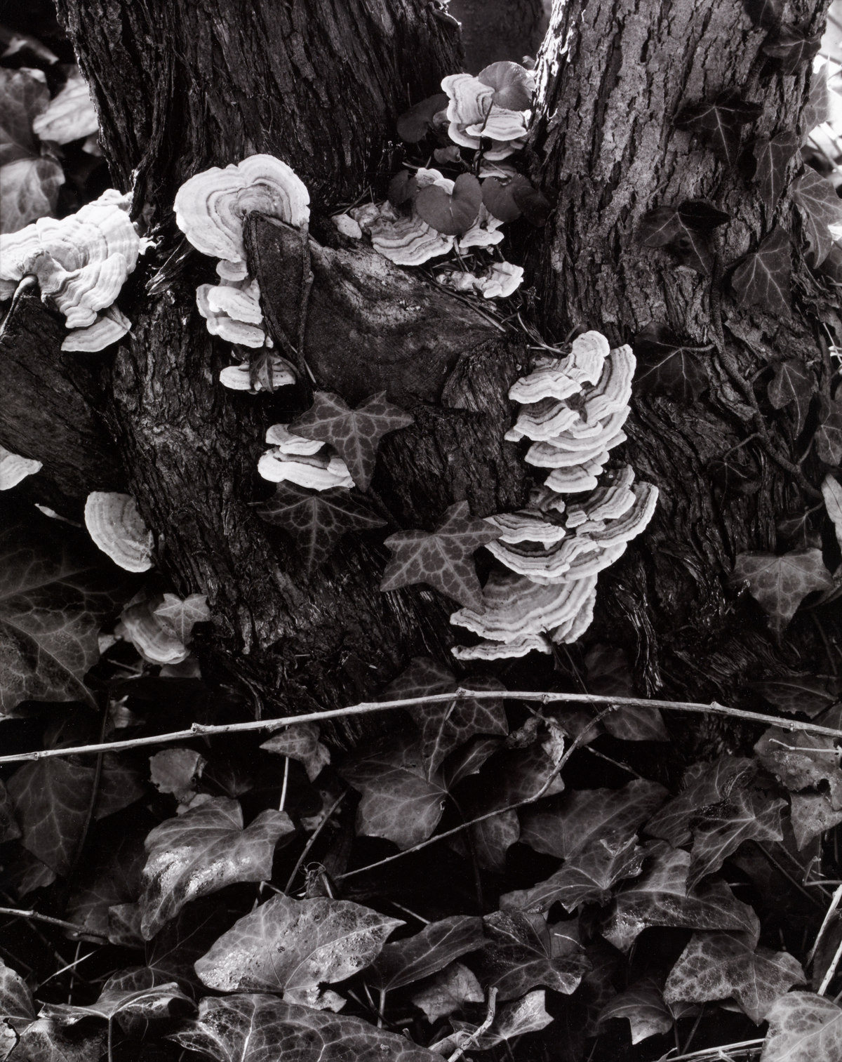 Fungus, The Garden, Orgeval, France [Hongos, El jardín, Orgeval, Francia] © Aperture Foundation, Inc., Paul Strand Archive © COLECCIONES Fundación MAPFRE