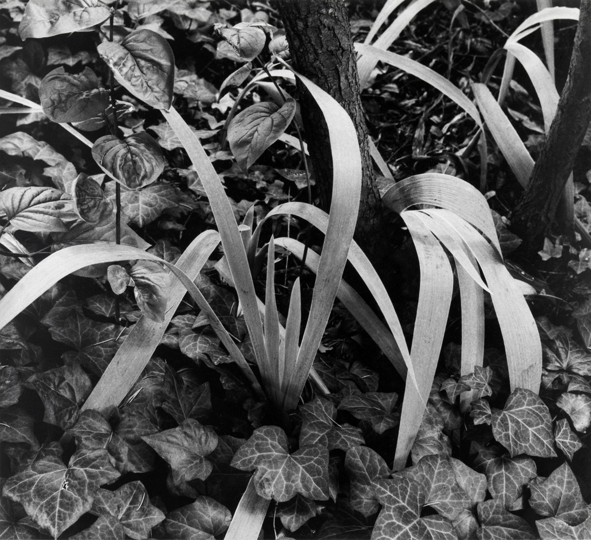 Iris and Stump, The Garden, Orgeval [Lirios y tocón, El jardín, Orgeval, Francia] © Aperture Foundation, Inc., Paul Strand Archive © COLECCIONES Fundación MAPFRE