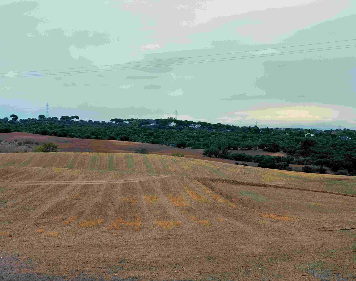 Ridge—Viewing the location of ‘Mosquito Crest’, Battle of Brunete, Spain, 2019