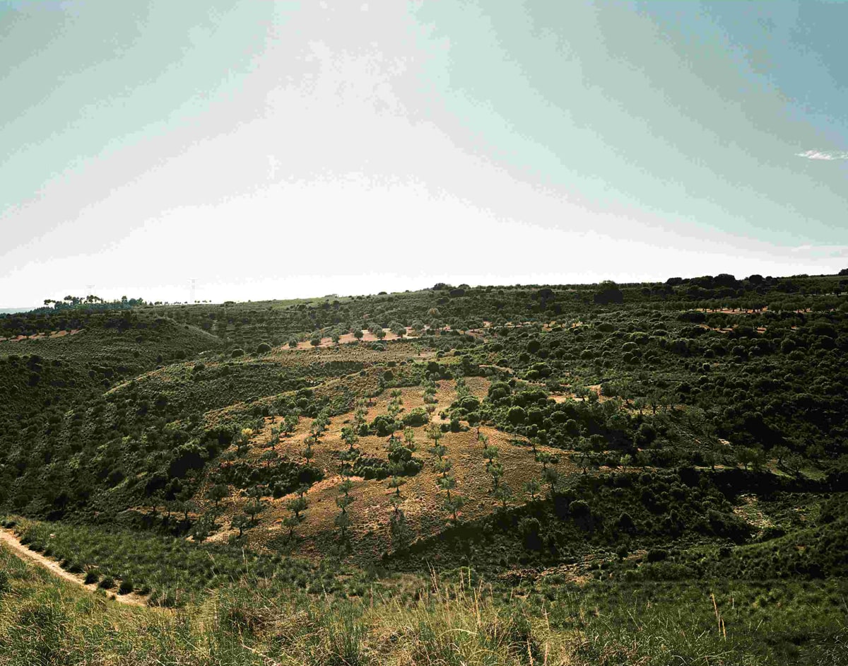 Olive groves—A view towards the front line, Battle of Jarama, Spain, 2019