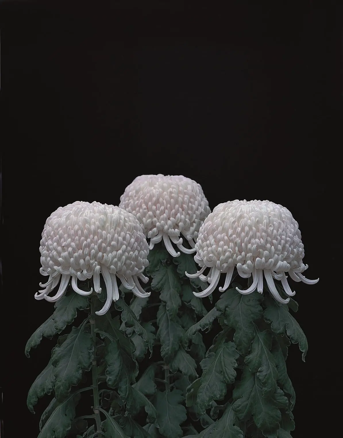 Tomoko Yoneda Chrysanthemums (Crisantemos), 2011