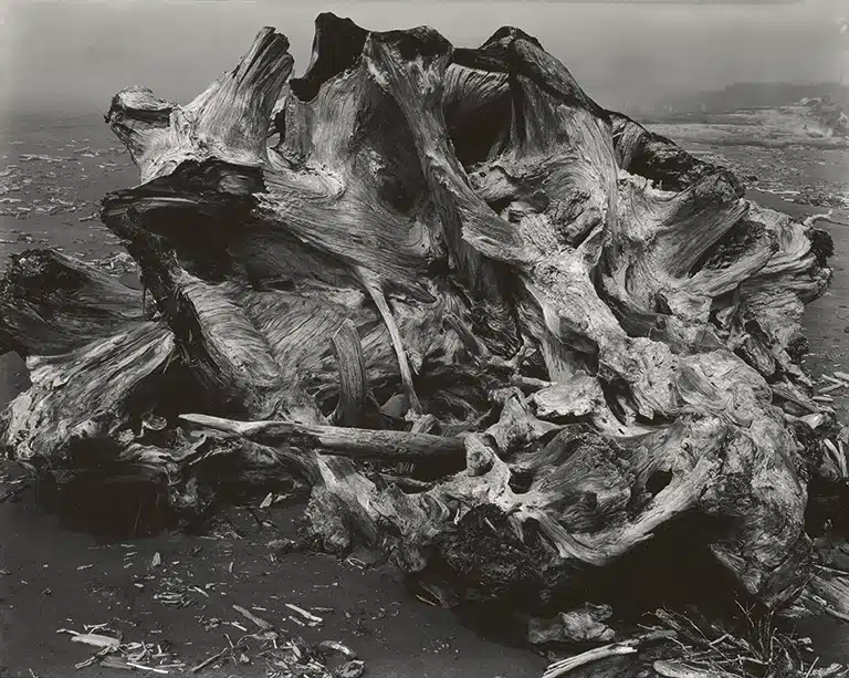 Edward Weston. La materia de las formas