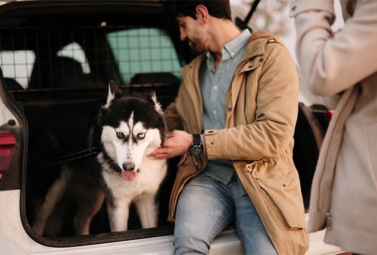 How to transport pets in a car