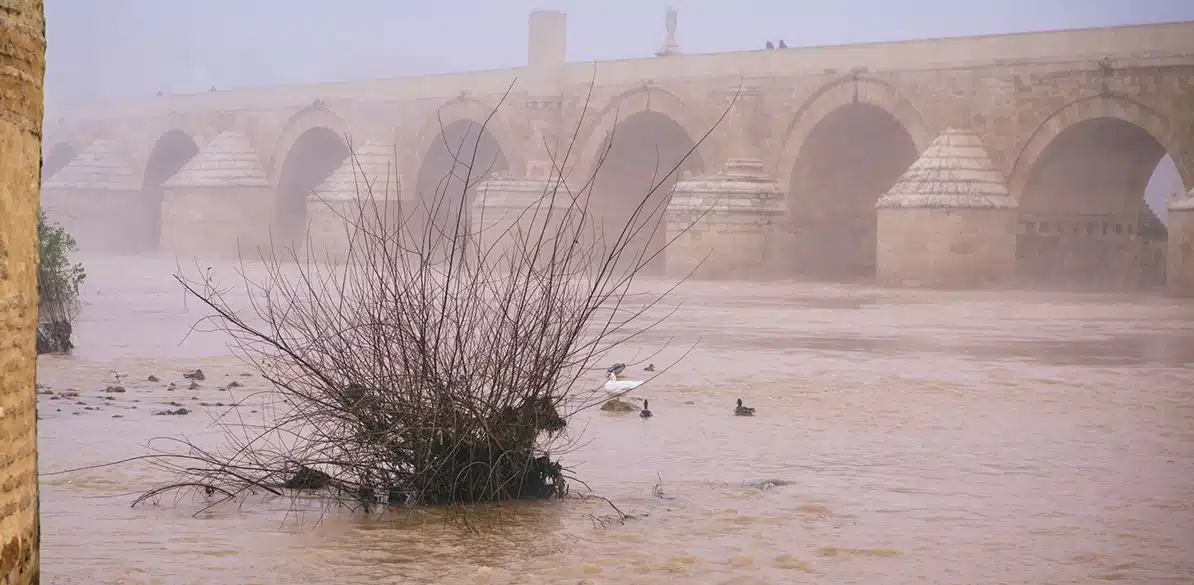 Río desbordado con agua turbia; arbusto semisumergido en primer plano y varios patos nadando, con un puente histórico de piedra de varios arcos al fondo entre niebla.
