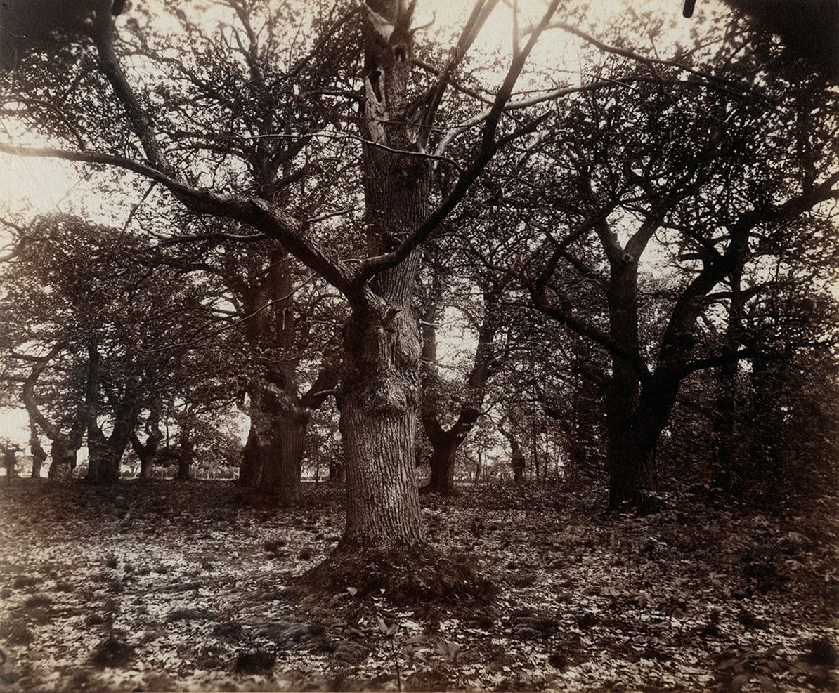 Encounters with the History of Photography (I) We talk to the protagonists of 19th century photography