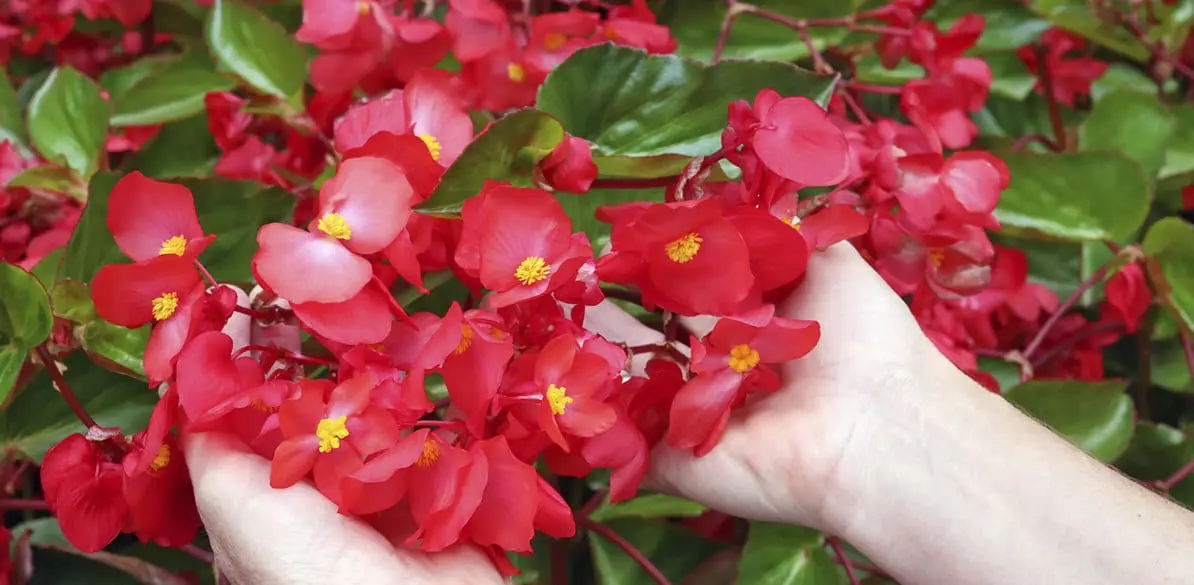 Una flor para nuestros mayores Creamos un gran jardín para apoyar proyectos de la tercera edad