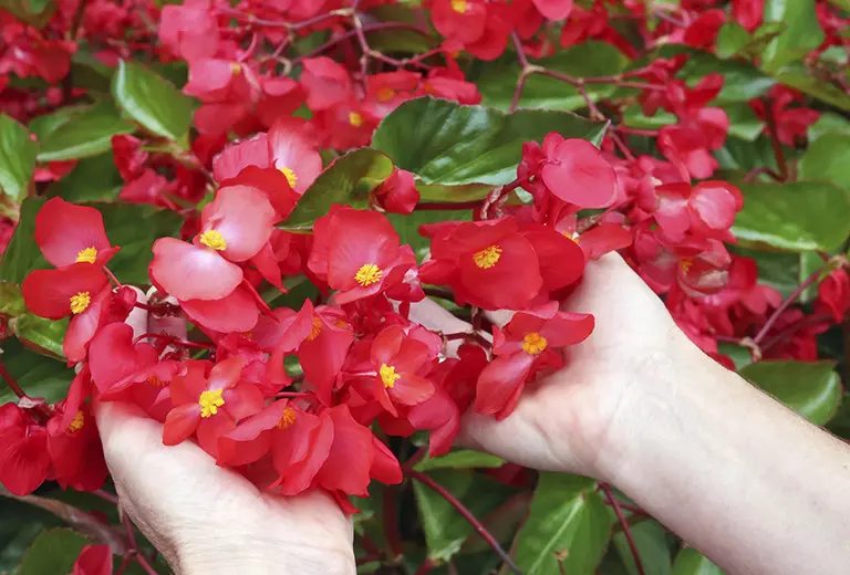 Una flor para nuestros mayores Creamos un gran jardín para apoyar proyectos de la tercera edad