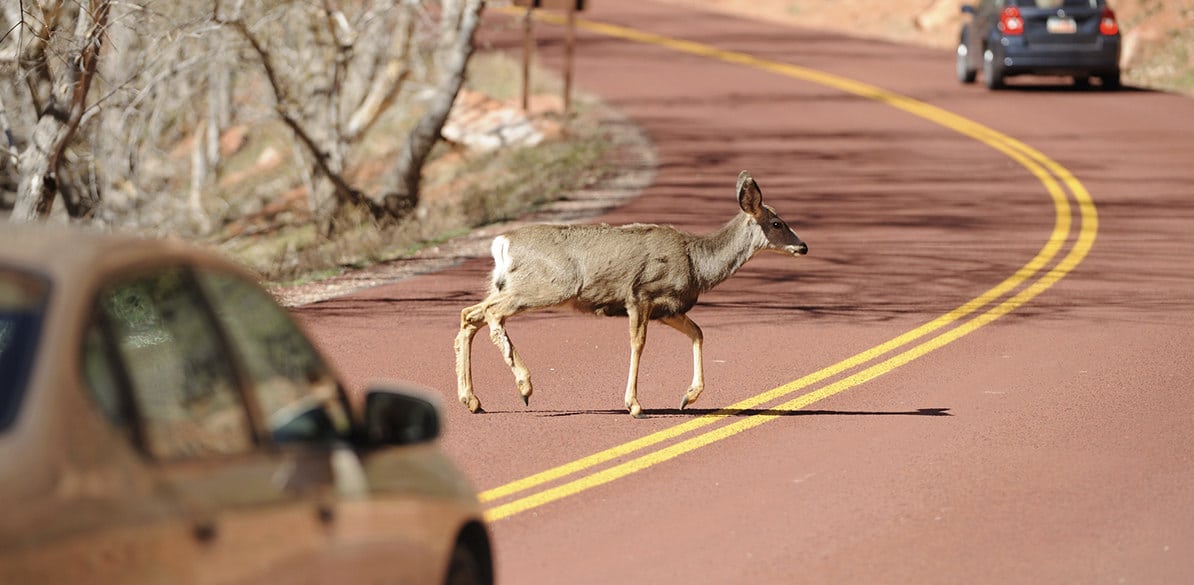 ¿Qué debo hacer si me encuentro un animal en la carretera? Alrededor de 14 mil accidentes de tráfico se producen todos los años por animales en España