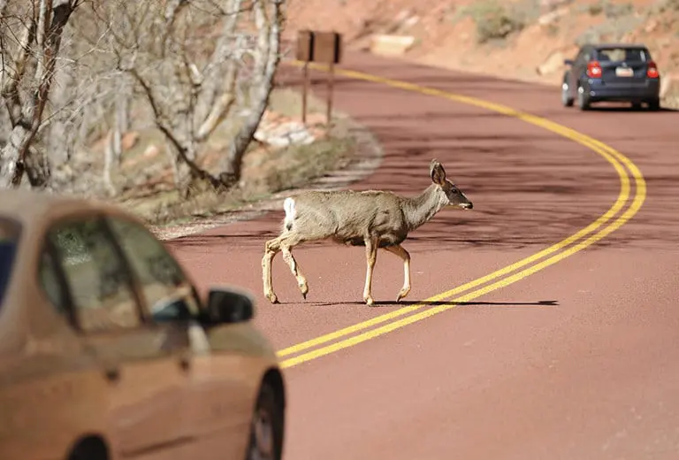 ¿Qué debo hacer si me encuentro un animal en la carretera?