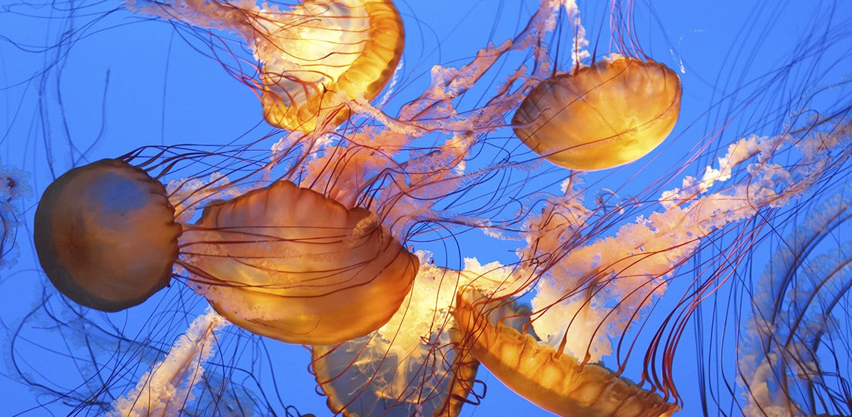 Treatment tips for jellyfish burns as well as recommendations for bathers