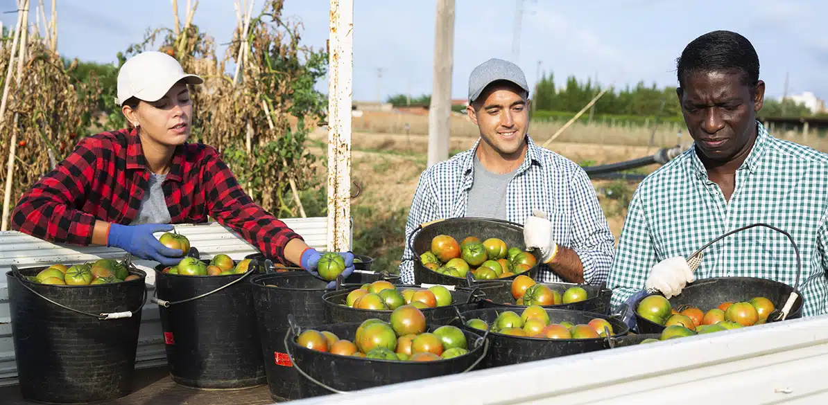 Fundación CEPAIM Rural workers picking tomatoes in the field. Three people, two men and one woman, wearing gloves and work clothes, picking tomatoes into baskets.