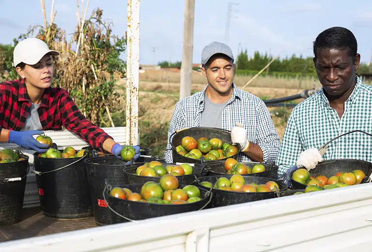 Fundación CEPAIM Rural workers picking tomatoes in the field. Three people, two men and one woman, wearing gloves and work clothes, picking tomatoes into baskets.