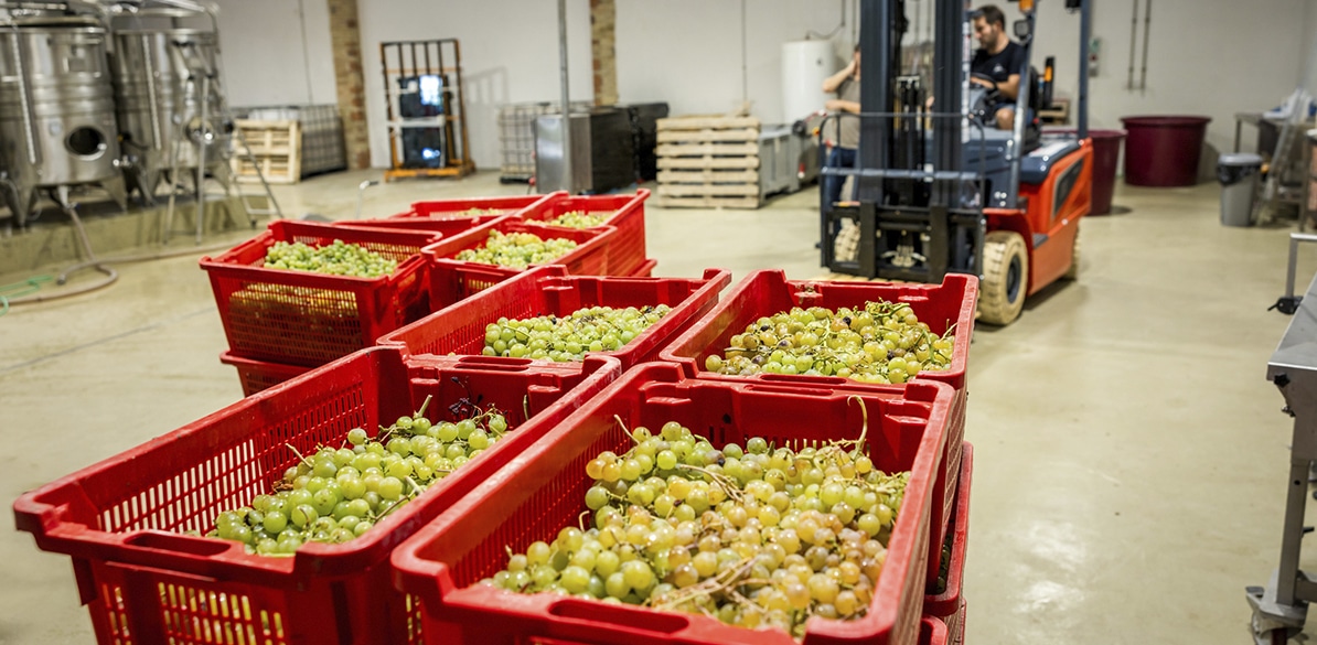 Fundación Formació I Treball Winery facilities in a rural setting with boxes full of grapes. Workers use a forklift to transport the boxes during the harvest.