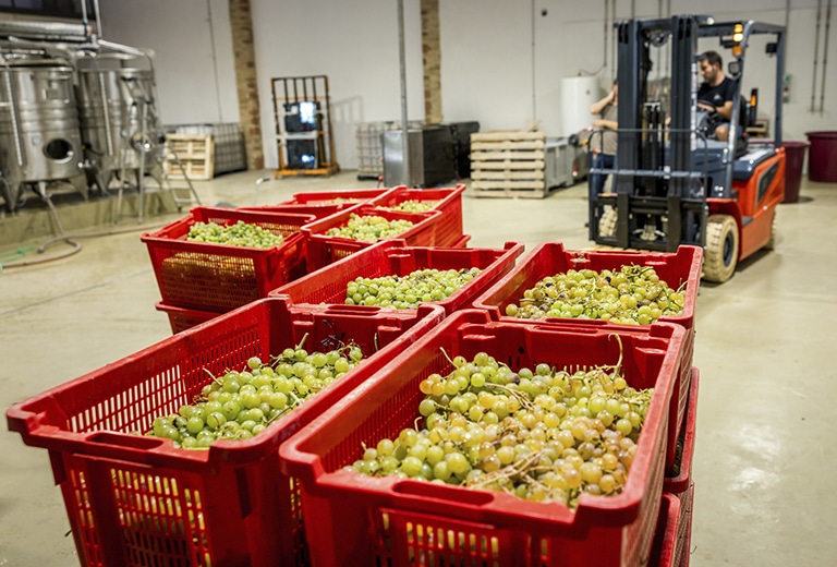 Fundación Formació I Treball Winery facilities in a rural setting with boxes full of grapes. Workers use a forklift to transport the boxes during the harvest.