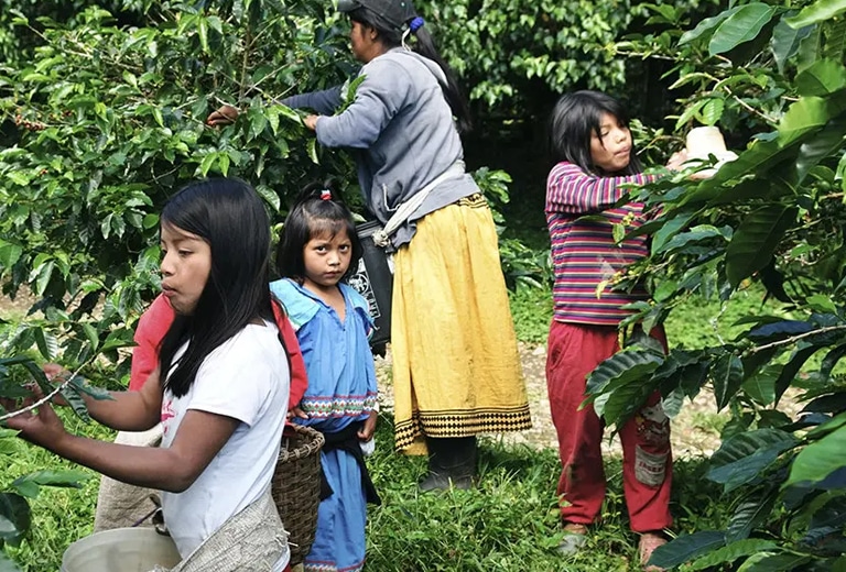 Panamá Familia recolectando frutos en una plantación de Panamá.
