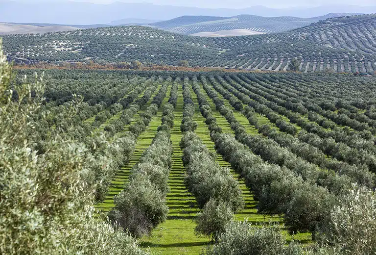 Paisaje de olivar con hileras de olivos en el campo.