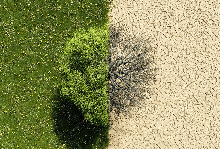 Webinar Cambio climático Dos ambientes naturales opuestos con una división marcada: a la izquierda, césped verde y la mitad de un árbol sano, que se une a la mitad derecha de este mismo árbol que está seco y sin hojas, simbolizando la sequía y el deterioro ambiental que se discute en el informe sobre el cambio climático, sus riesgos e impacto en las políticas públicas.