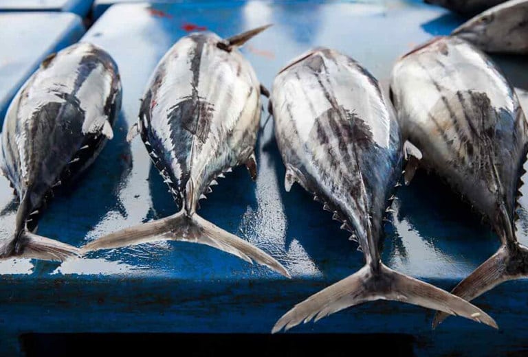 Comprehensive risk management for the tuna fishing sector